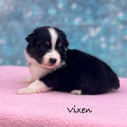 Vixen - Black tri-color female Australian Shepherd puppy in Howardsville, Virginia from Spectacular Aussies and Cavaliers
