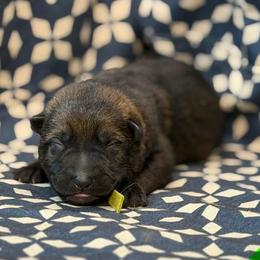 Lime Green Collar - Sable female German Shepherd puppy in Riverside, California from Von Der Sagobi