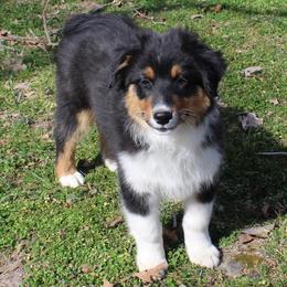 Nolan - Black tri-color male Australian Shepherd puppy in Kansas, Oklahoma from Windy G Farm
