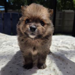 Nellie - Red sable female Pomeranian puppy in New Lenox, Illinois from Illinois Poms