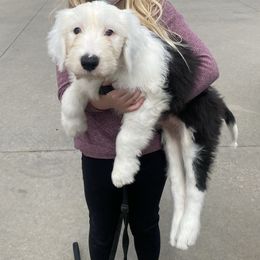 Old English Sheepdog Puppies from Heavinly Blessings Farm Pups - Old English Sheepdog Puppies