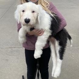 Old English Sheepdog Puppies from Heavinly Blessings Farm Pups - Old English Sheepdog Puppies