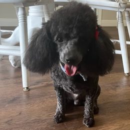 Poodles and Yorkshire Terriers from Lulus toy poodles