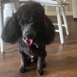 Poodles and Yorkshire Terriers from Lulus toy poodles