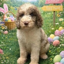 Rose collar - Parti female Goldendoodle puppy in Sanderson, Florida from Serenity Goldendoodles