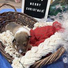Natty Patty - Sable and white female Collie puppy in Beaver, Oklahoma from Lawson’s Lassies