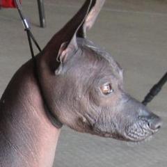 American Hairless Terrier, Peruvian Inca Orchid, and Xoloitzcuintli All Grown Up from Stoney Brooks Reg.