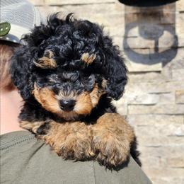 Zambezi Limpopo - Phantom female Bernedoodle puppy in Marshall, Michigan from Whispering Aspen Homestead