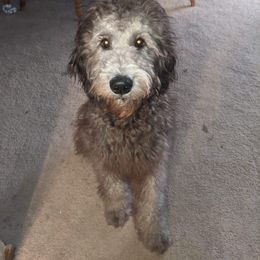 Goldendoodle All Grown Up from Lavender Field Doodles