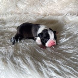 Izzy - Brindle and white male Boston Terrier puppy in Purdy, Missouri from Luxe Dynasty