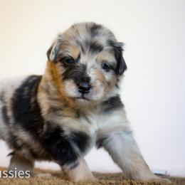 Cappuccino - Blue merle male Australian Shepherd puppy in Stephenville, Texas from AW Standard Aussies