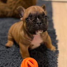 Jordan - Fawn and white male French Bulldog puppy in Madison, Wisconsin from MadCity Frenchies