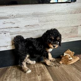 Casey - Phantom female Bernedoodle puppy in Savannah, Missouri from Rose Creek Mini Aussies and doodles