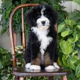 Calista - Tri-color female Bernedoodle puppy in Grove, Oklahoma from Grand Lake Poodles & Doodles