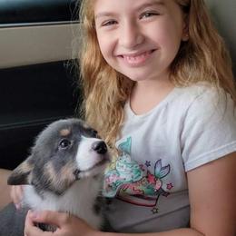 American Corgi and Pembroke Welsh Corgi Puppies from Koko's Kennels