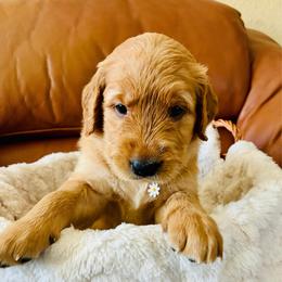 Sky - Light golden female Golden Retriever puppy in Santa Ana, California from American Golden Retrievers
