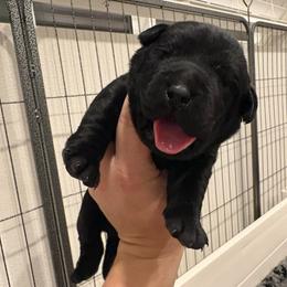 Pink girl - Black female Labrador Retriever puppy in Menifee, California from The Golden Leash Kennels