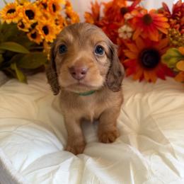 Grover - Chocolate and tan male Dachshund puppy in Loganville, Georgia from Royal Dackel Haus