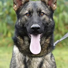 German Shepherd puppies from Aydt's Shepherds and Training LLC