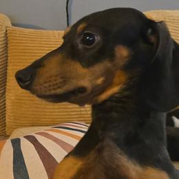 Dachshunds from Kandice Dudley