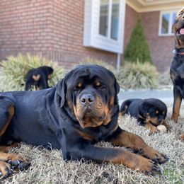 Border Collie and Rottweiler Puppies from KJB Kennels