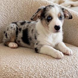Apollo 2 - Blue merle and white male Cardigan Welsh Corgi puppy in Huntington Beach, California from Gingerbread