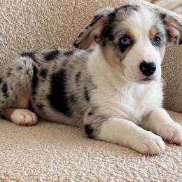 Apollo 2 - Blue merle and white male Cardigan Welsh Corgi puppy in Huntington Beach, California from Gingerbread