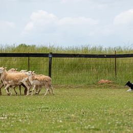 Shetland Sheepdog All Grown Up from Promise Shelties