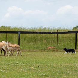 Shetland Sheepdog All Grown Up from Promise Shelties