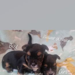 Boy - Black tan and white Biewer Terrier puppy in North Augusta, South Carolina from Tiny Paws Luxury Pets