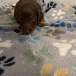 Haurchefant - Chocolate and tan male Dachshund puppy in Conroe, Texas from R&M Dachshunds