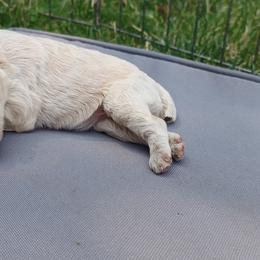 Sugar (white) - White female Schnoodle puppy in Milton Freewater, Oregon from Rose Brook Family Farms