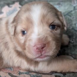 Rusty - Red merle male Miniature Australian Shepherd puppy in Crockett, Texas from Pleasant Grove Aussies
