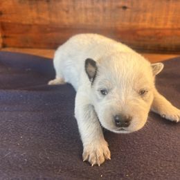 Boy 6 - Blue speckled male Australian Cattle Dog puppy in Mooresboro, North Carolina from Grog Creek Kennel