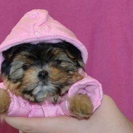 Shiba Inu and Yorkshire Terrier Puppies from Royal Kennels