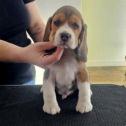 Beagle Puppies from Blackstone