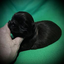 Bosco - Liver male Shih Tzu puppy in North Central Oregon, Oregon from T-Amore Shih Tzu