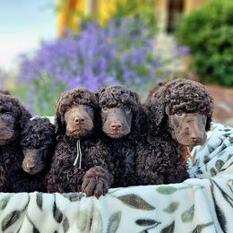 Boy 6 - Poodle puppy from Coplar Creek Standard Poodles
