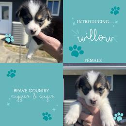 Willow - Black and tan female American Corgi puppy in Brownstown, Indiana from Brave Country Kennels