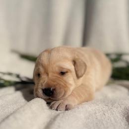 Lark - Yellow female Labrador Retriever puppy in Sweet Home, Oregon from Knotty Creek Labradors