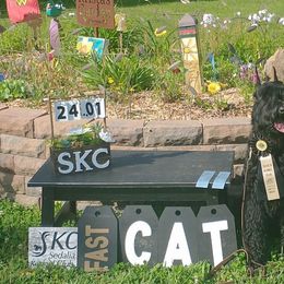 Giant Schnauzers from Liberty Giant Schnauzers