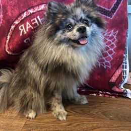 Trouble - Pomeranian