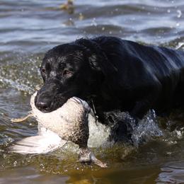 Brandy - Labrador Retriever