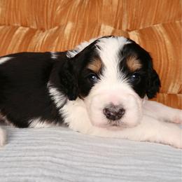 Logger - Tri-color male Bernedoodle puppy in Bowling Green, Ohio from Windy Creek Doodles