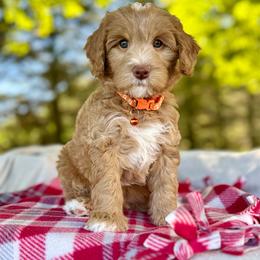 Orange - Apricot male Goldendoodle puppy in Hesperia, Michigan from Red Acres Poodles & Doodles