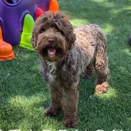Starbucks - Australian Labradoodle