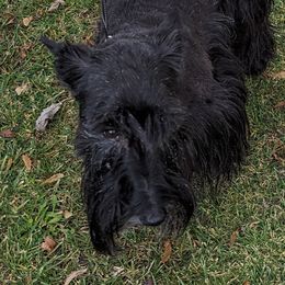 Justice - Scottish Terrier