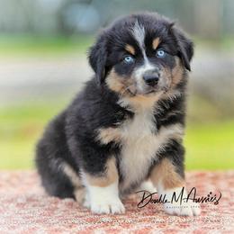 Brook - Black tri-color female Australian Shepherd puppy in Olivehurst, California from Double M Aussies