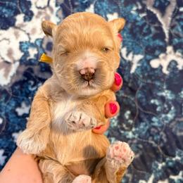 Parmesan - Cream female Cockapoo puppy in Denver, Pennsylvania from Greenview Puppies