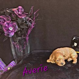 Cavapoo Puppies from Peach's Pittsburgh Cavapoos